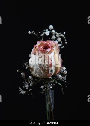 Beautiful dried white rose. Stock Photo