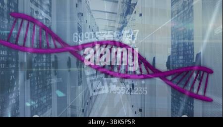 Floating purple DNA helix crossing server room, with server racks and numeric interface lines Stock Photo