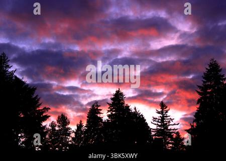 A vivid pink and purple sunset lights up the sky behind silhouetted evergreen trees in Seattle, Washington, creating a dramatic twilight scene. Stock Photo