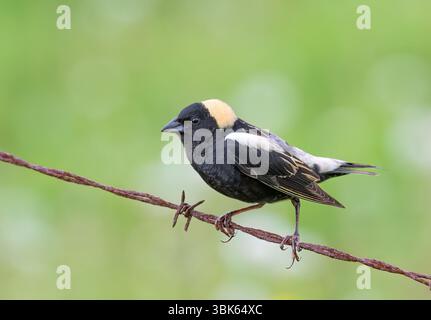 Bobolink male perched on a barbed wire fence in Ottawa, Canada Stock Photo