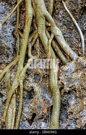 Tree roots clinging to rocks in a rock formation deep in the rainforest ...