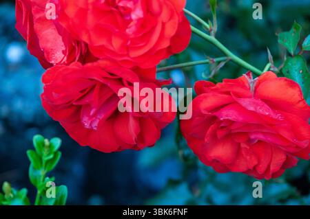 Three red roses are in a garden with a blue background. The roses are drooping and have dew on them Stock Photo