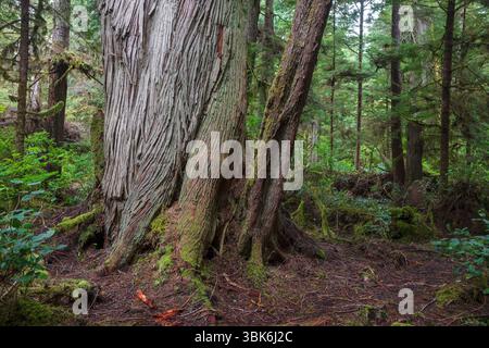 Ancient Weastern Red Cedar (Thuja plicata) trees in the old growth temperate rainforest of Haida Gwaiii Island - British Columbia, Canada Stock Photo