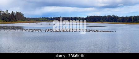 A flock of  greater white fronted geese (Anser albifrons) migrate through the Delkatla  Wildlife Sanctuary in Haida Gwaiii Island - British Columbia, Stock Photo