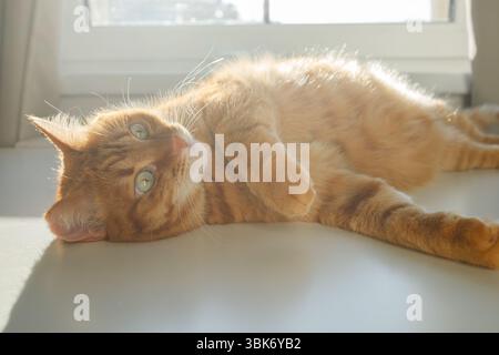 Cute ginger cat lying and enjoying sunlight near the window close up Stock Photo
