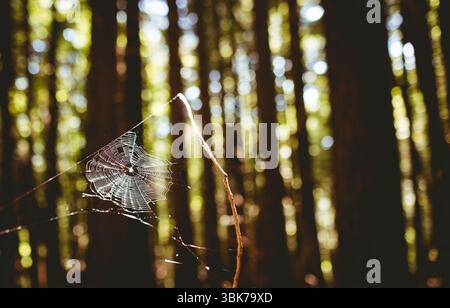 Vector orb web on twig is catching dew drops while sunlight is filtering through pine woods Stock Photo