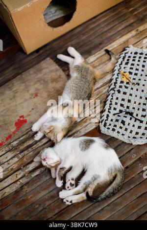 Two small kittens sleeping on bamboo floor near cardboard box and mat Stock Photo