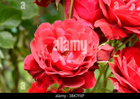 Rosa hybrida 'Sympathie', a climbing rose cultivar with red flowers, also known as Sympathie or Simpatia rose Stock Photo