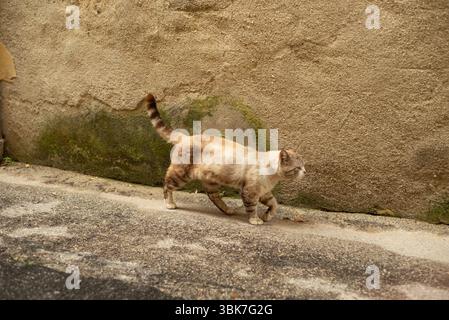Noto, Sicily, Italy, Cat in the street Stock Photo