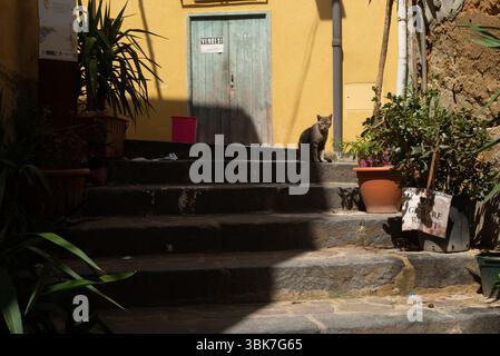 Italy, Agrigento, Sicily, Cats in the street Stock Photo