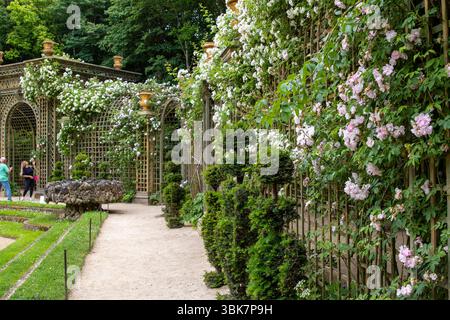 Garden path with roses climbing trellis walls. Topiary shrubs line the path, and a stone fountain is visible in the background at Palace of Versailles Stock Photo