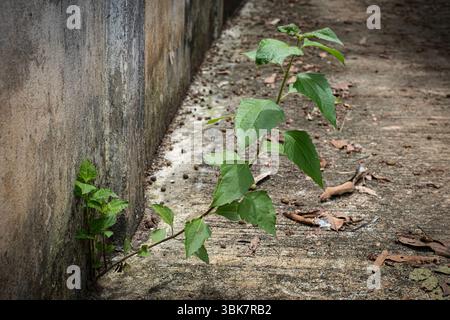 Devil weed tree growing on concrete Stock Photo