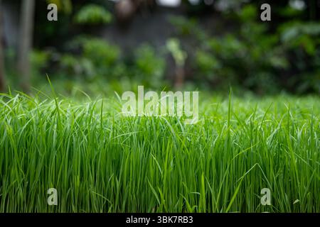Green rice seedling on a blurred background Stock Photo