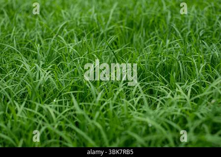 Green rice seedling texture background Stock Photo