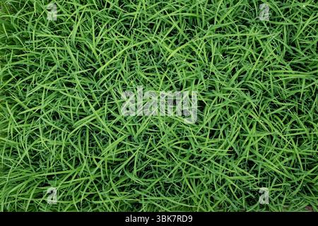 Green rice seedling texture background Stock Photo
