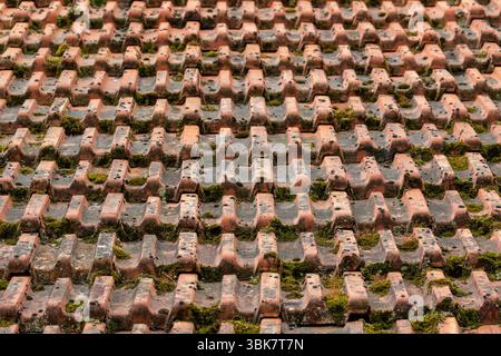 Close-up shot of many terracotta roof tiles, arranged in rows. Moss is visible in the crevices between the tiles. Stock Photo