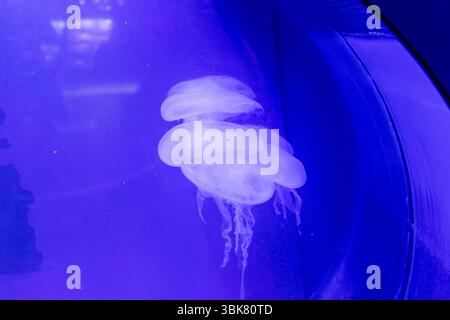 Several jellyfish float in blue-lit water. The jellyfish cluster is centrally located, with a dark blue structural element on the right. Stock Photo