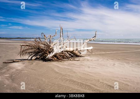 Bleached and washed-up tree on the sand at Carters Beach, near Westport, West Coast, South Island, New Zealand Stock Photo