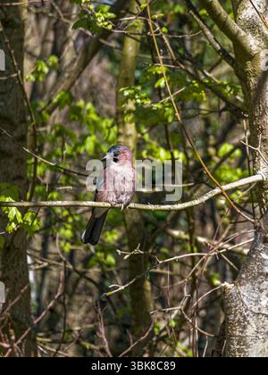 Eurasian jay perched on a branch in it's habitat of broadleaved trees in Northumberland, UK, with copy space. Stock Photo