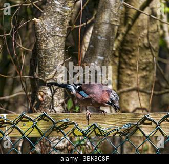 Eurasian jay perched on a fence in it's habitat of broadleaved trees in Northumberland, UK, takes a wasp. Stock Photo