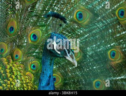 peacock feather close up Stock Photo
