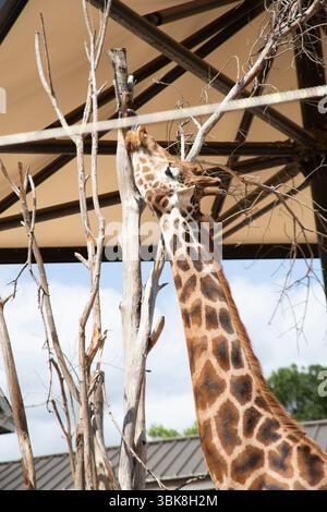 Giraffe at ZSL London Zoo. Stock Photo