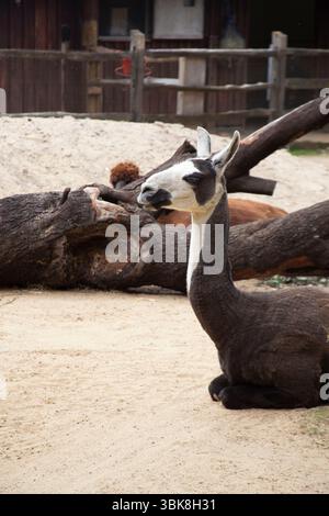 Llama at ZSL London Zoo. Stock Photo