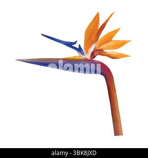 Watercolor strelitzia floral vector illustration. Hand drawn tropical plant of bird of paradise flower isolated on white background Stock Vector