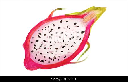 Watercolor dragon fruit botanical vector illustration. Hand drawn tropical exotic pitahaya painting. Half Pitahaya sweet food Stock Vector