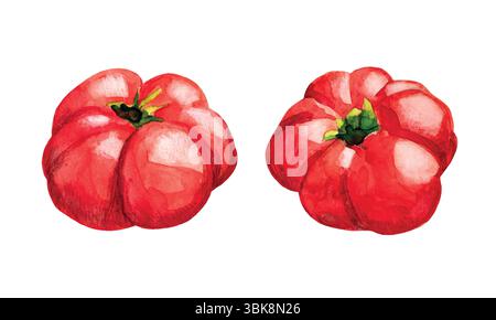 Red tomatoes vegetables realistic hand drawn watercolor illustration isolated on white background. Vector Illustration for cards, market banners, head Stock Vector
