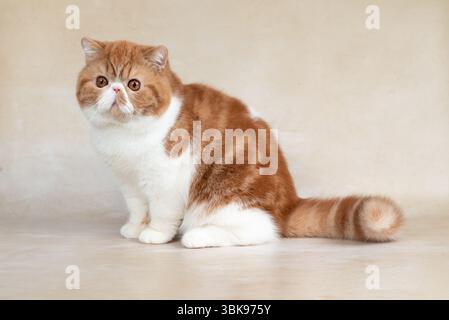 Portrait of beautiful red exotic shorthair cat on light background in studio. Stock Photo