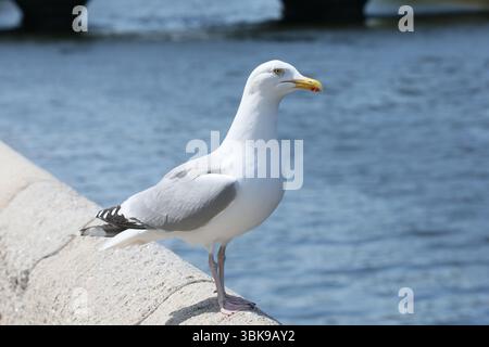 Dublin, Ireland  - 09th May 2025 - A seagull stands on stone wall along the River Liffey in Dublin city centre on a sunny afternoon in the Irish capital Stock Photo