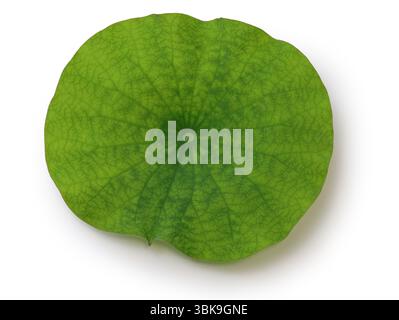 A lotus leaf isolated on white background Stock Photo