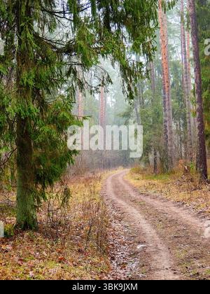 Dirt Road Winding Through a Dense Coniferous Forest in Autumn Stock Photo