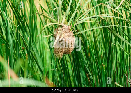 Closeup bird nest nested among lush green reeds leaves in natural habitat on calm water Stock Photo