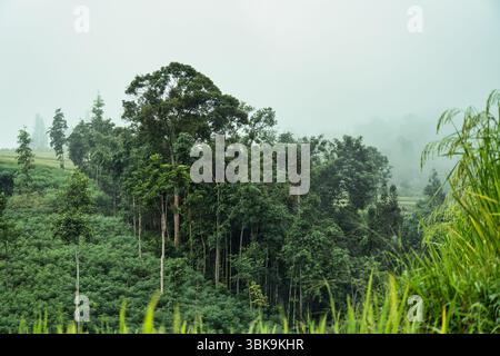 Lush green tropical forest in foggy morning on countryside Stock Photo