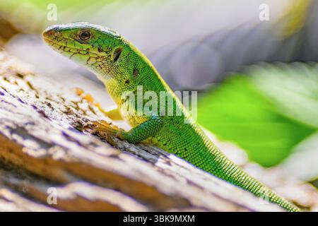 European green lizard (Lacerta viridis) from Tiszaalpár, Hungary. Stock Photo
