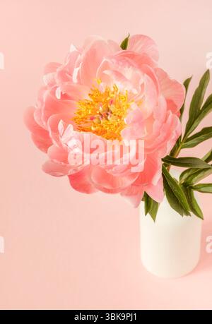 Pink peony in white vase on plane pink background Stock Photo