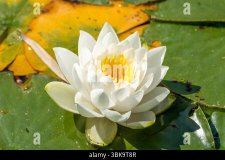 A pristine white water lily blooms on a pond surrounded by yellowing and green leaves. The contrast creates a visually striking effect. Stock Photo