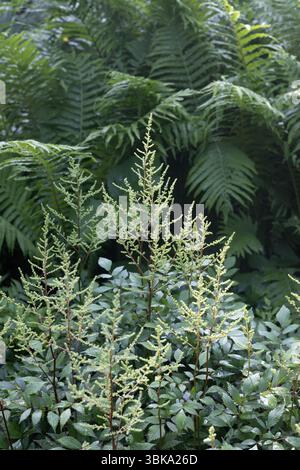 Astilbe x arendsii 'bridal veil' astilbe. Stock Photo