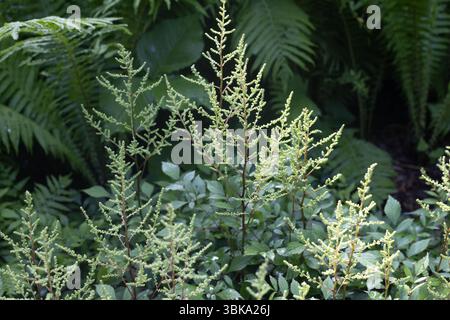 Astilbe x arendsii 'bridal veil' astilbe. Stock Photo