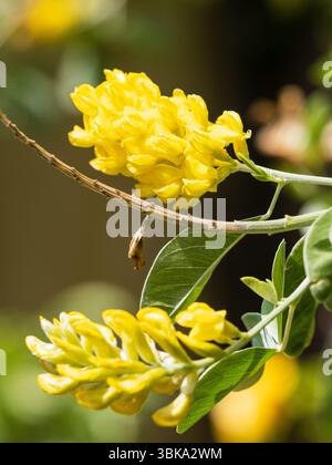Yellow flower heads of the hardy deciduous Pineapple broom shrub, Argyrocytisus battandieri, in early summer bloom Stock Photo
