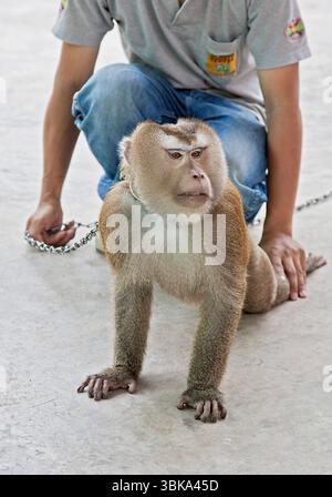 Affentraining Ein Langschwanzmakak übt Liegestützen, Chiang Mai, Südostasien A monkey exercises pushups, Chiang Mai, Sou Affentraining Ein Langschwanz Stock Photo