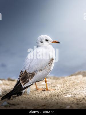 Black-headed gull standing on a sandy shore near water. The bird is captured in profile with soft natural light, showing detailed plumage in shades. Stock Photo