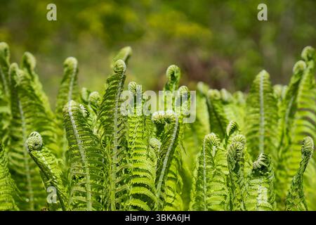 Close-up of a light green fern freshly sprouting in spring. Green background. Natural green young ostrich fern or shuttlecock fern leaves (Matteuccia Stock Photo