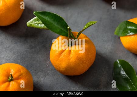 Organic Raw Clementine Tangerine Oranges with Green Leaves in a Bunch Stock Photo