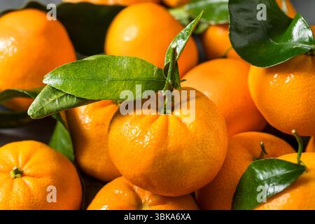 Organic Raw Clementine Tangerine Oranges with Green Leaves in a Bunch Stock Photo