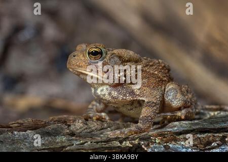 American Toad (Bufo americanus) NJ  The American Toad (Bufo americanus) is a common amphibian found throughout New Jersey and much of eastern North Am Stock Photo