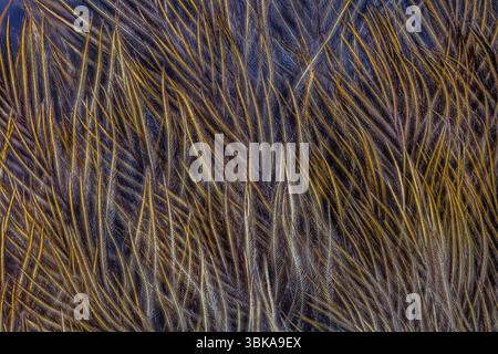 An Extreme Close-Up (ECU) of a Bird Feather reveals the intricate details of the feather’s structure, including the barbs, barbules, and tiny hooklets Stock Photo