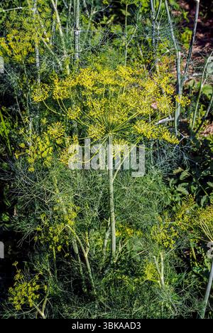 Growing Dill in the Garden (Peucedanum graveolens,  Anethum graveolens) Stock Photo